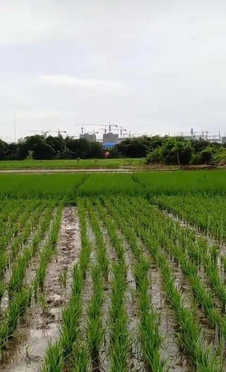 Dijual Tanah Kavling Industri Pringkasap Subang