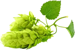 Bunga Hops