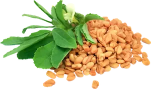 Biji dan daun Fenugreek